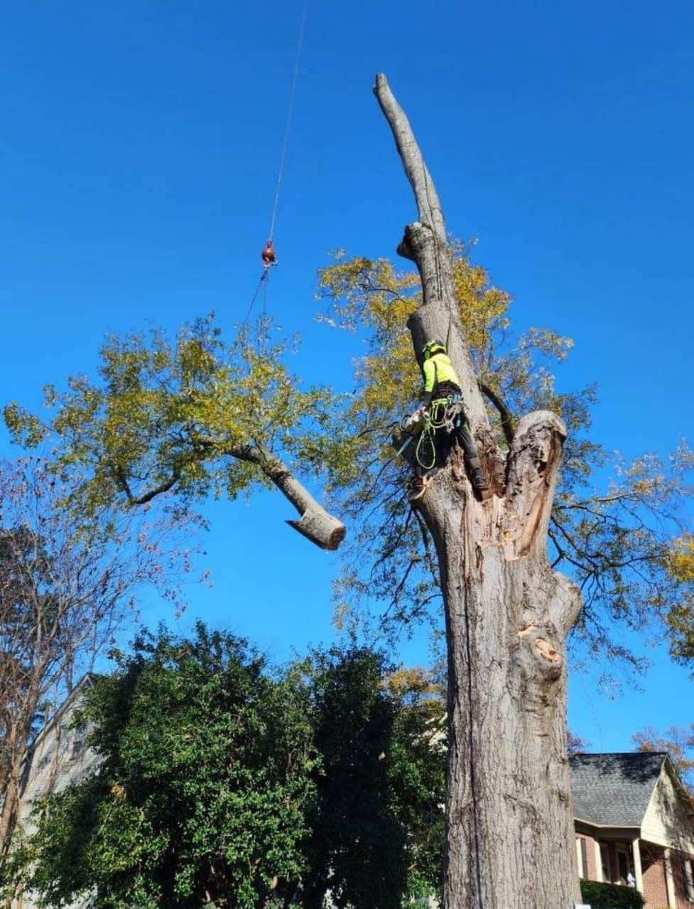 Completed tree service projects across Charlotte and Matthews NC