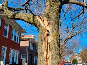 Emergency storm damage tree removal