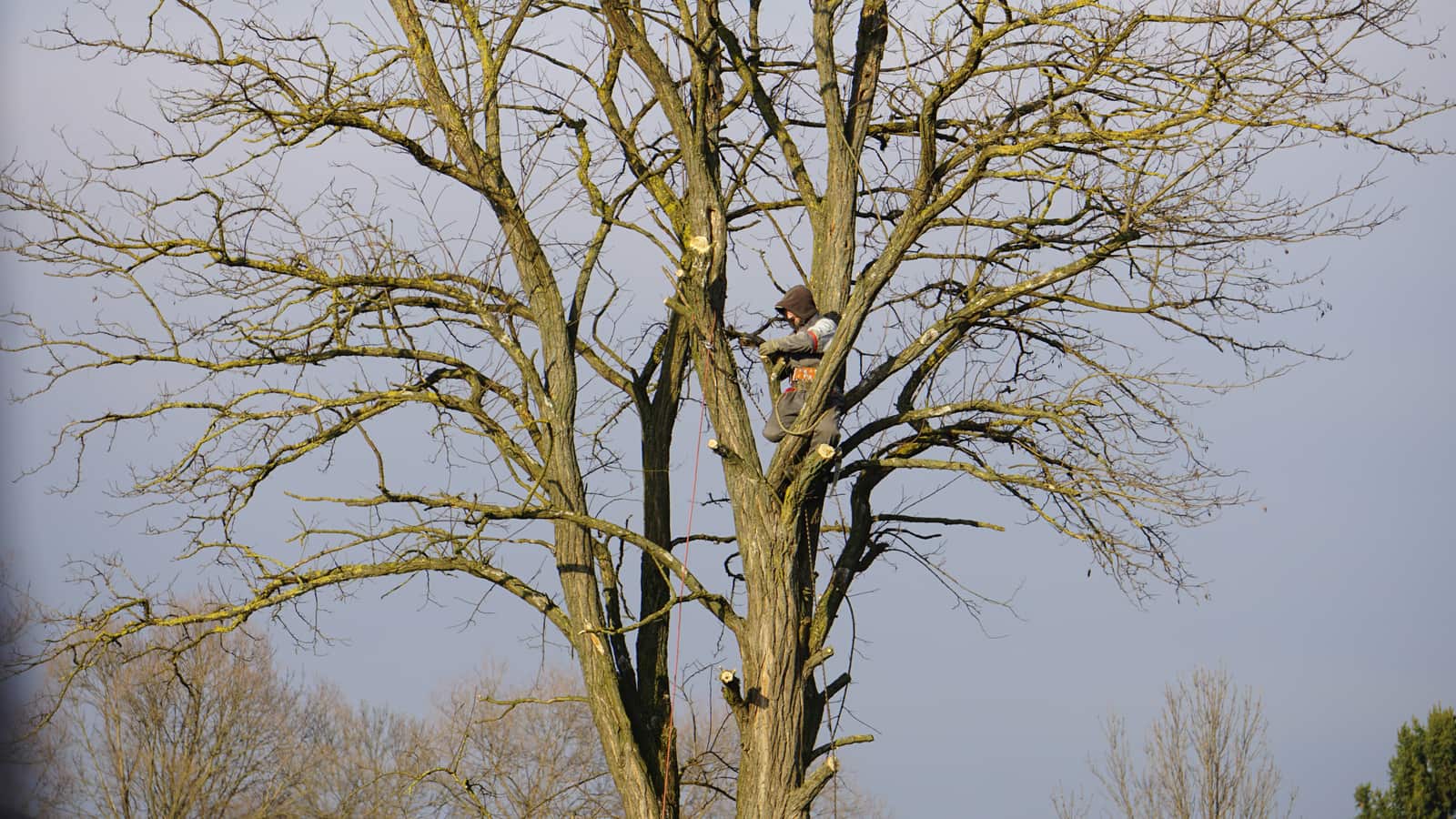 Heritage tree removal with permit handling Charlotte