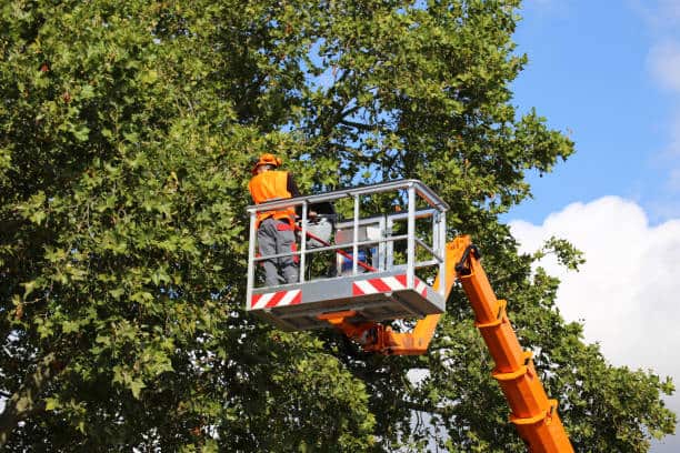 Professional tree trimming Charlotte NC